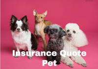Insurance Quote Pet